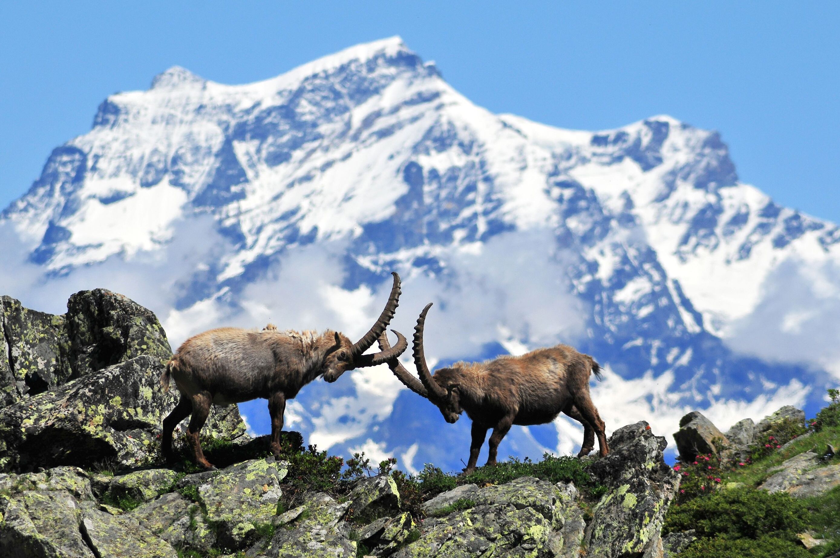 Park Narodowy Gran Paradiso - Gran Paradiso | Secret World Trip Planner
