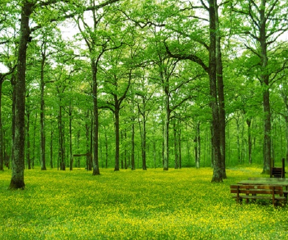 Der Mazzocca-Wald von Riccia - Riccia | Secret World Trip Planner