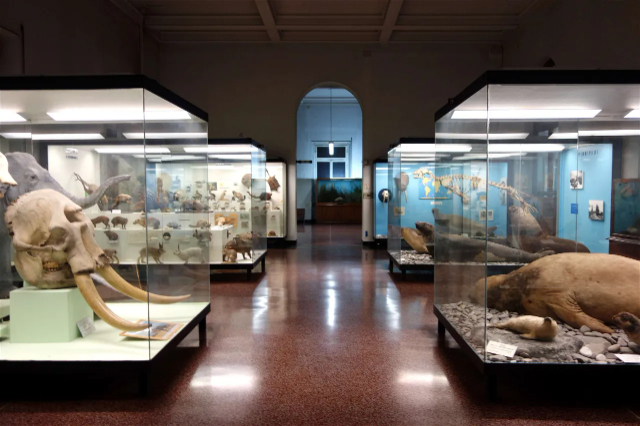 Museu Cívico de História Natural Giacomo Doria - Genova | Secret World Trip Planner