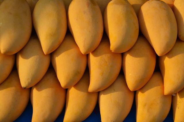 Regina dei Mango, Kesar - Lucknow | Secret World Trip Planner