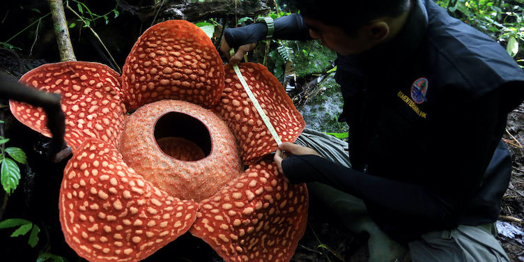 Les Cameron Highlands et la plus grande fleur du monde — Tanah Rata