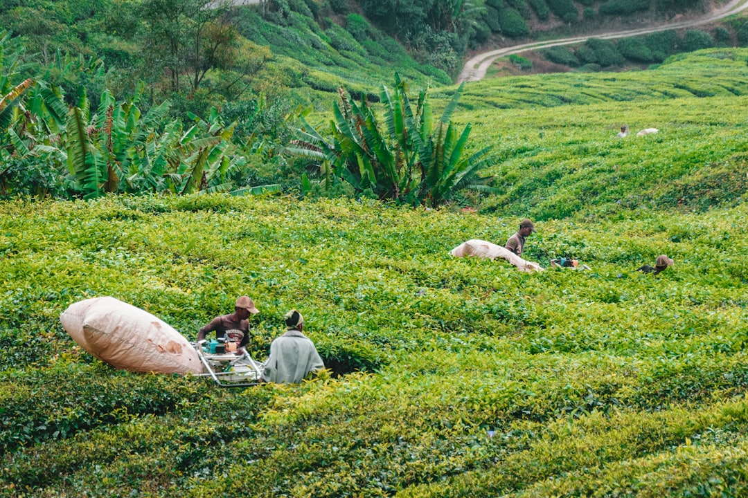 Les Cameron Highlands et la plus grande fleur du monde - Tanah Rata | Secret World Trip Planner