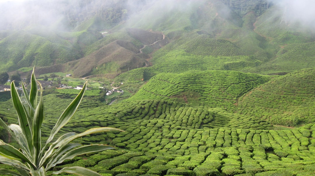 Les Cameron Highlands et la plus grande fleur du monde - Tanah Rata | Secret World Trip Planner