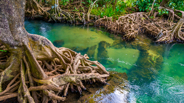イスラ・コラソン・マングローブ・リザーブ(Isla Corazon Mangrove Reserve - Bahia de Caraquez | Secret World Trip Planner