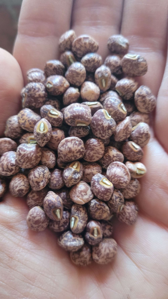 Haricots Kapeshuna — Dipartimento di La Guajira