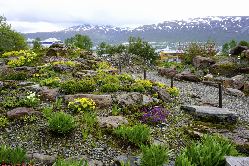 Tromso: Giardino Botanico Artico-Alpi — Stakkevollvegen 200