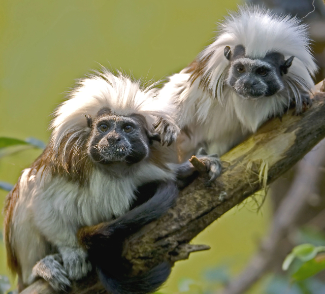 Jardim Zoológico de Nápoles nos Jardins das Caraíbas - Naples | Secret World Trip Planner