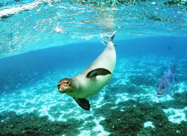 Parque Nacional Marino de Alonnisos y Espóradas del Norte - Alonnisos | Secret World Trip Planner