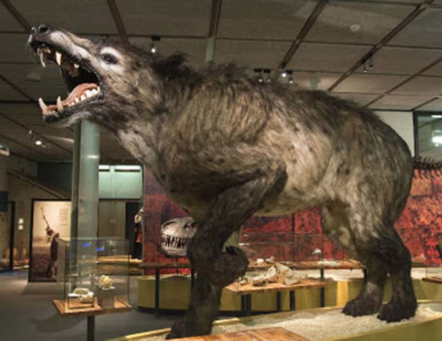 Museo de la Bestia de Gévaudan - Saugues | Secret World Trip Planner