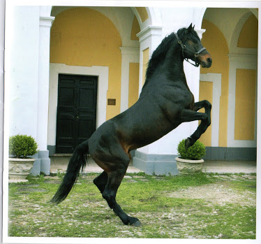 El caballo de Persano - Persano | Secret World Trip Planner