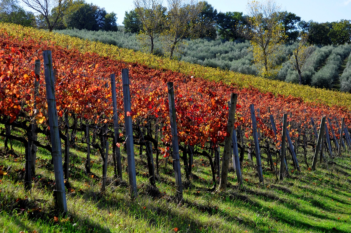 Sagrantino di Montefalco - Montefalco | Secret World Trip Planner