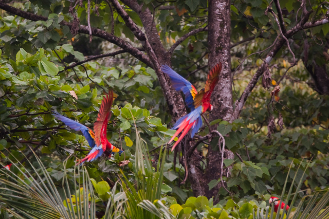 Parc national du Corcovado - Los Patos Sirena Trail | Secret World Trip Planner