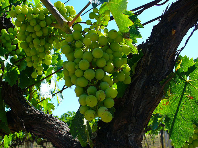 Trebbiano d'Abruzzo Doc wine - Abruzzo | Secret World Trip Planner