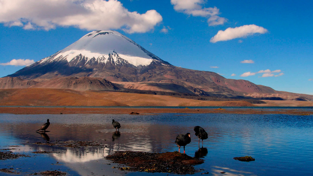 Rezerwat Narodowy Las Vicuñas | Secret World Trip Planner
