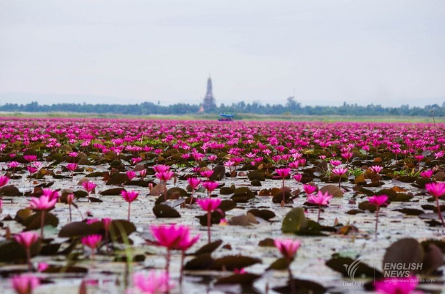 Lago del Loto Rojo - ตำบล แชแล | Secret World Trip Planner