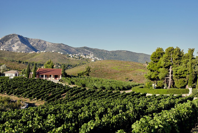 Vin de l'Attique - Stamata | Secret World Trip Planner