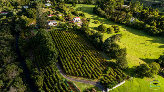 St. Helena Coffee - Jamestown | Secret World Trip Planner