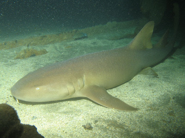 サントス市立水族館 - Santos - SP | Secret World Trip Planner