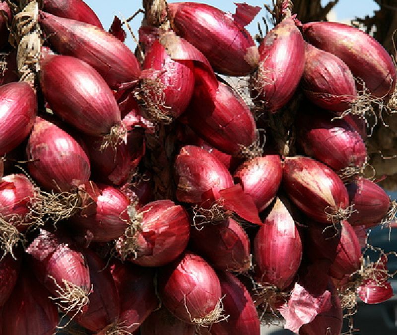 Oignons rouges de Tropea — Tropea