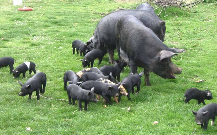 Caserta black piglet known as pelatello - Caserta | Secret World Trip Planner