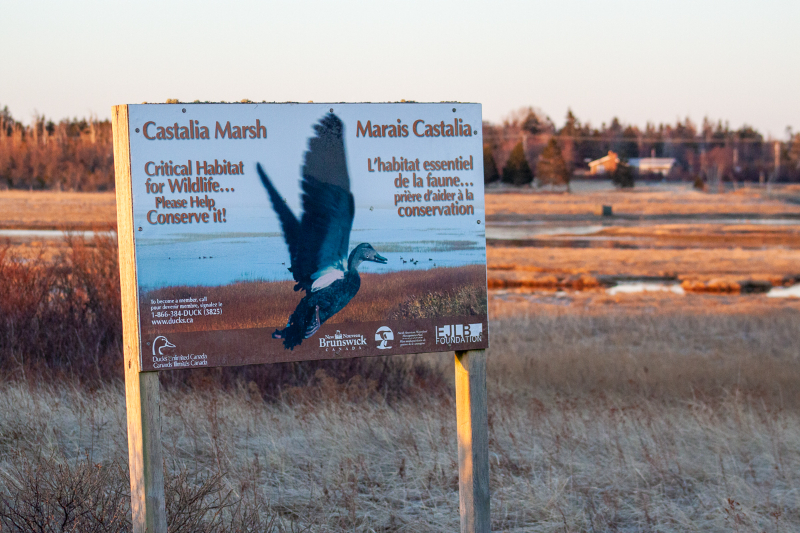 Castalia Moeras - Grand Manan | Secret World Trip Planner