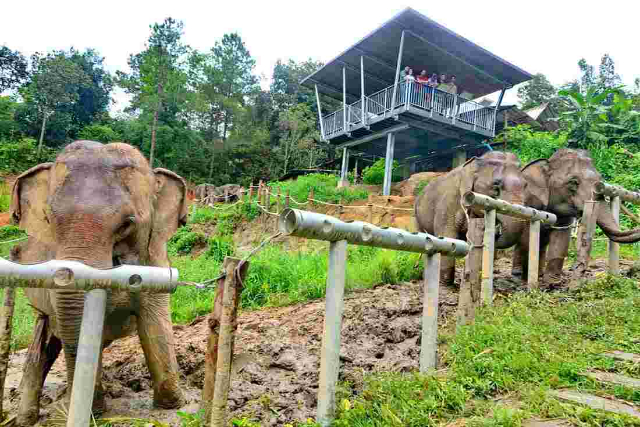 Слоновий заповедник ЧангЧилл - Tambon Mae Win | Secret World Trip Planner