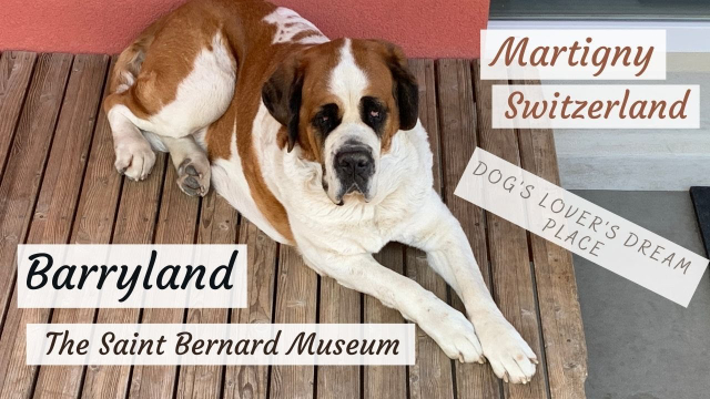 Barryland, het hondenmuseum van St. Bernard - Martigny | Secret World Trip Planner