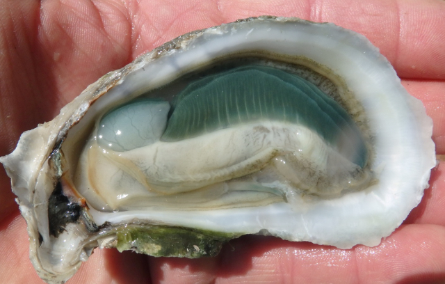 Ostrygi Z Zielonego Skrzela - Carolina Beach | Secret World Trip Planner