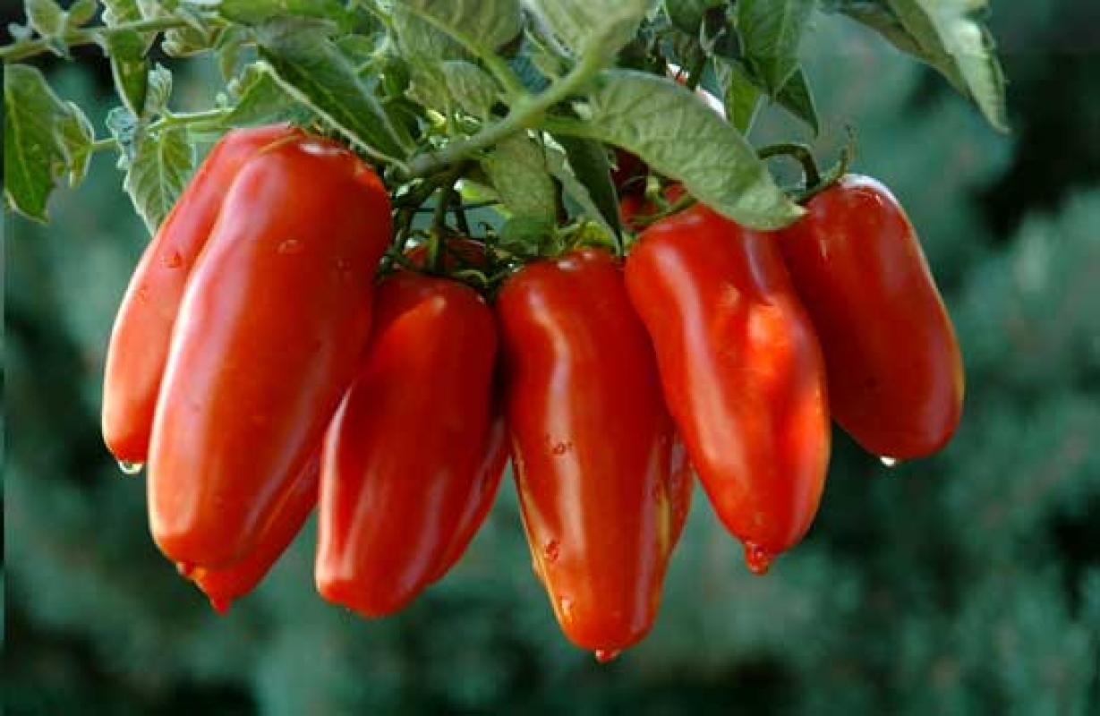 San Marzano - Koningstomaat - Sarno | Secret World Trip Planner