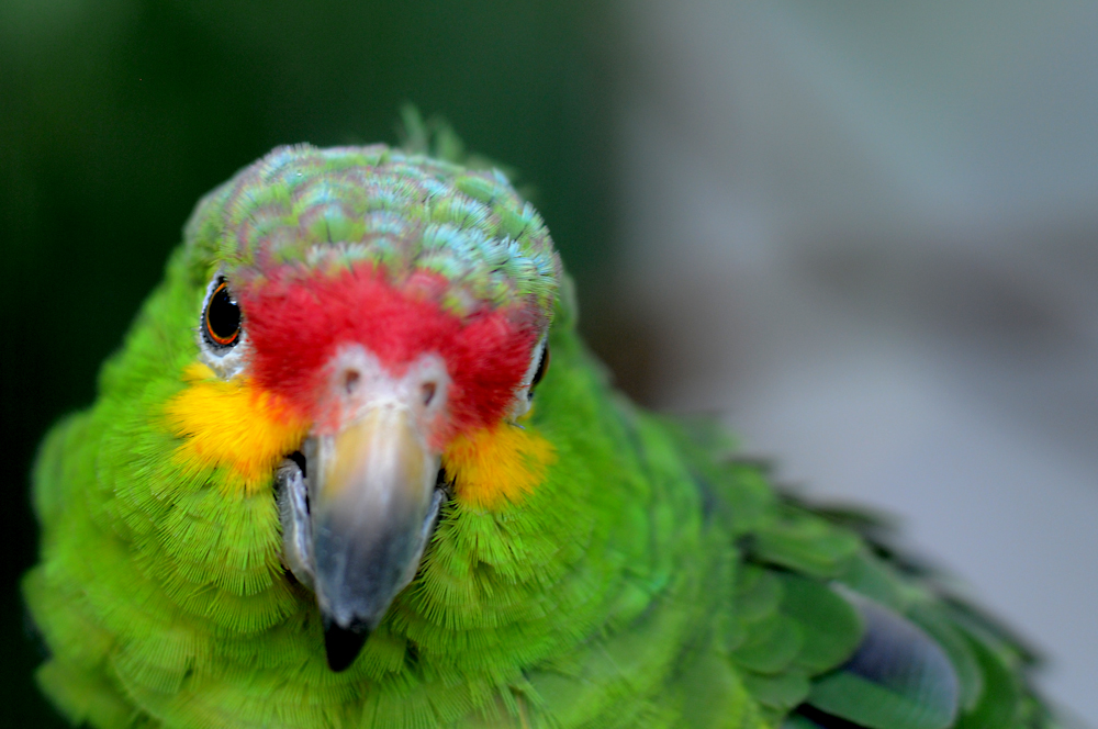La isla de la selva - Miami | Secret World Trip Planner