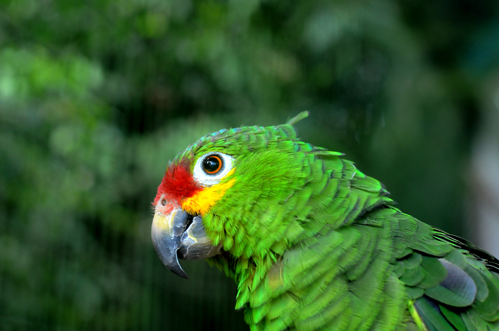 La isla de la selva - Miami | Secret World Trip Planner