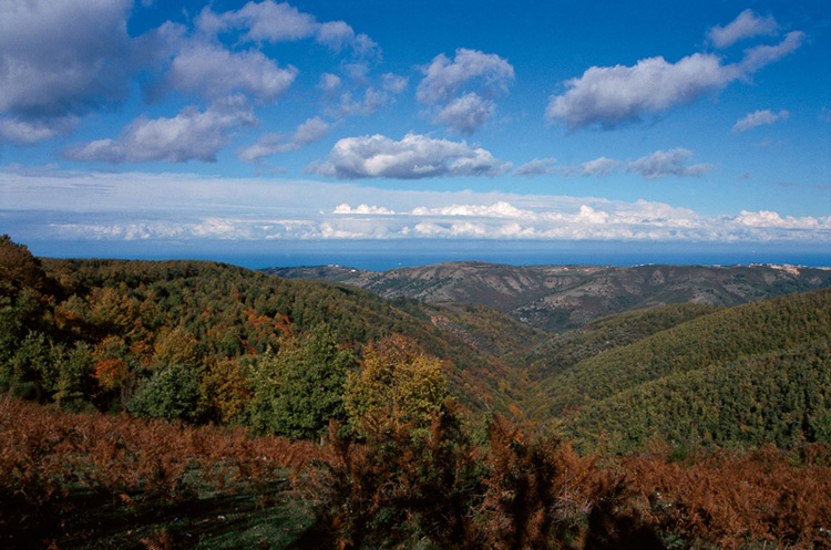 Floresta Umbra - Foresta Umbra | Secret World Trip Planner