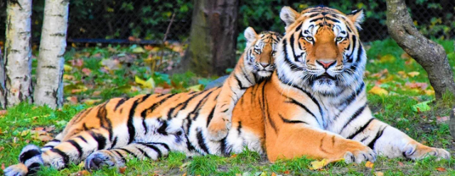Самый большой зоопарк в мире - Asheboro | Secret World Trip Planner