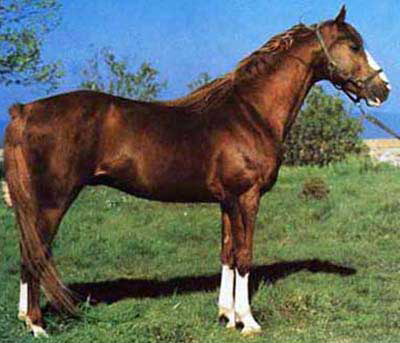 Le cheval de Persano - Persano | Secret World Trip Planner