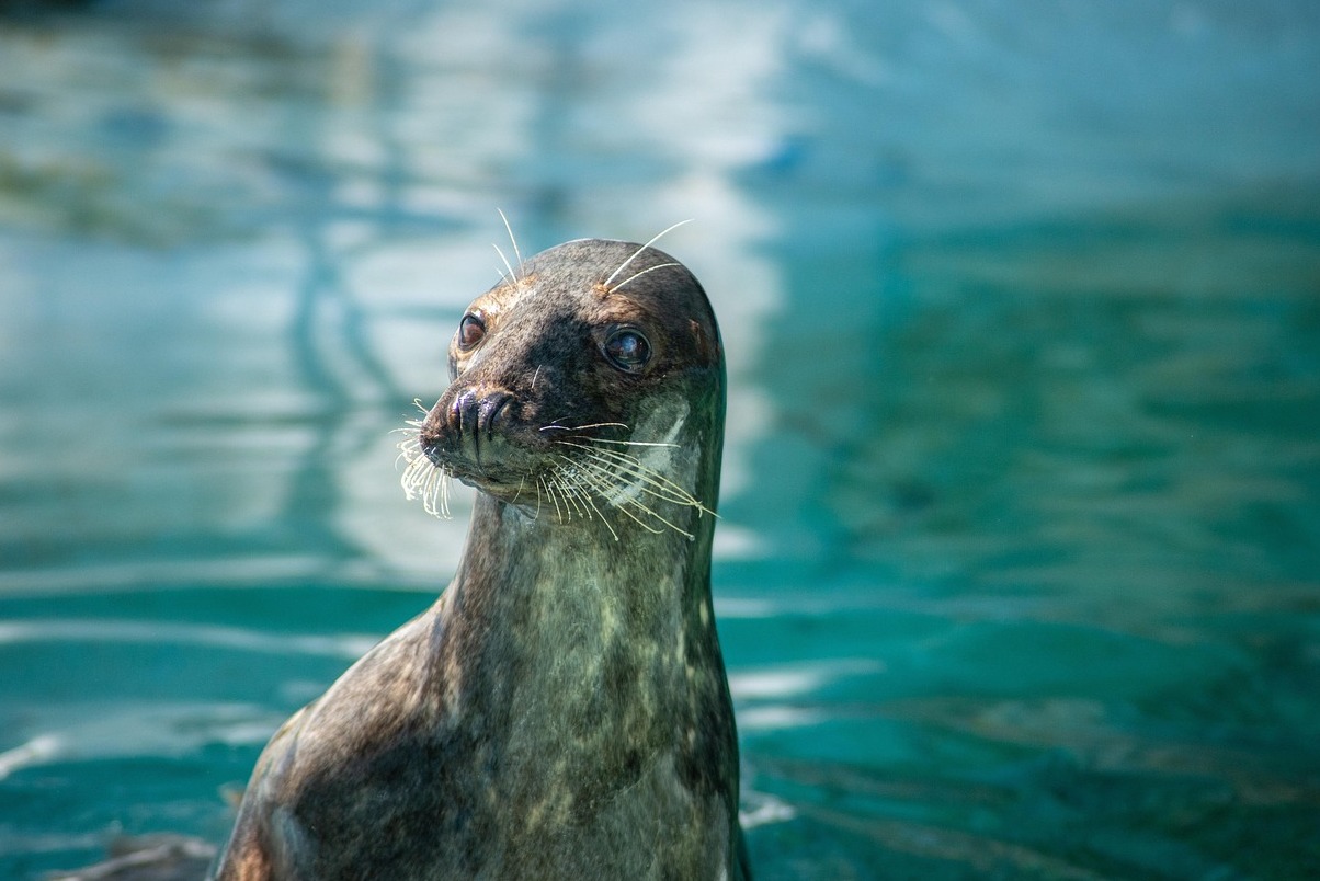 Lo zoo di Dallas - Dallas | Secret World Trip Planner