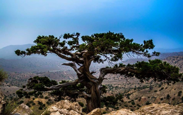 The Ziarat Juniper Forest, - Ziarat | Secret World Trip Planner