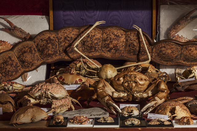 Muzeum Osobliwości, Sztuk Pięknych i Historii Naturalnej Viktora Wynda - Cambridge Heath Rd | Secret World Trip Planner