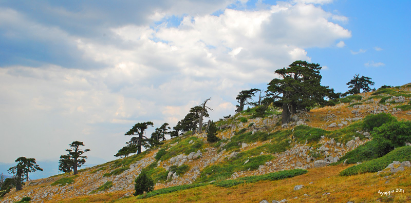 De Tuin van de Goden en de Loricato Pine - 85030 | Secret World Trip Planner