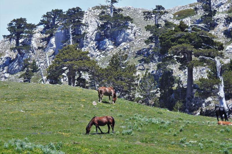 De Tuin van de Goden en de Loricato Pine - 85030 | Secret World Trip Planner
