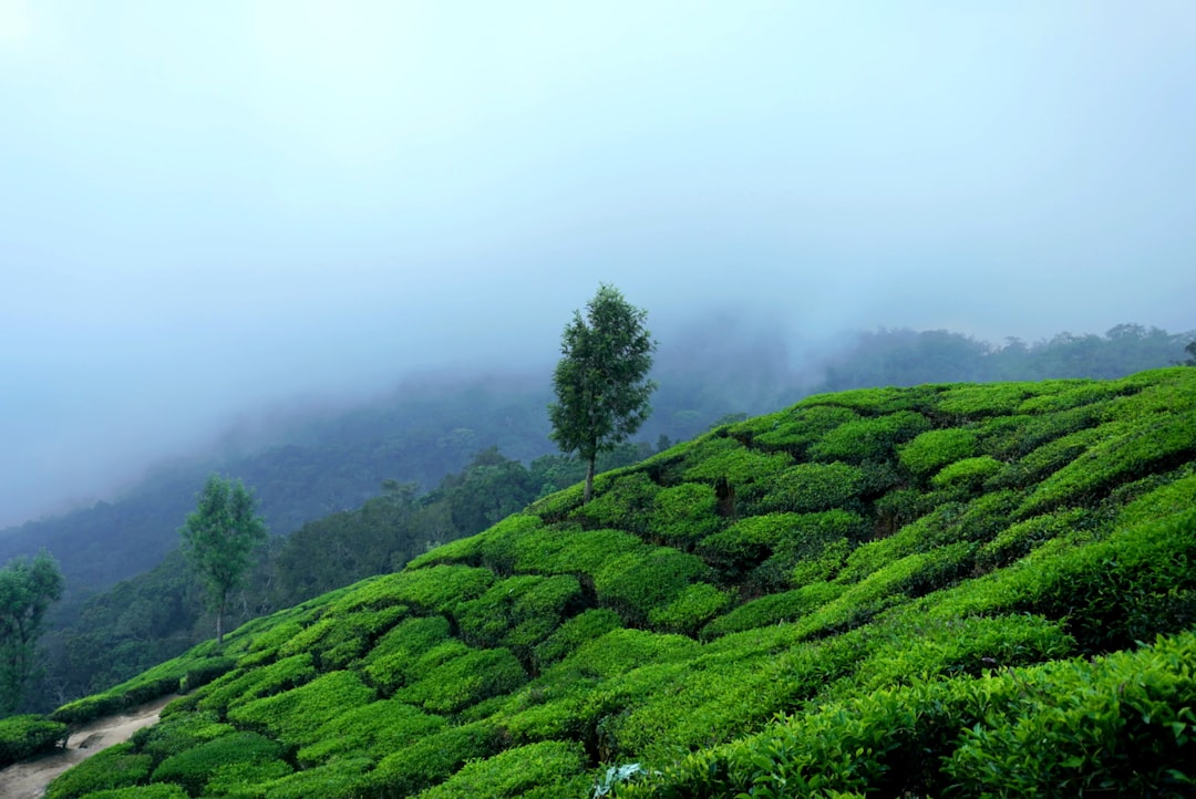 Kolukkumalai Tea Estate in Munnar - Munnar | Secret World Trip Planner