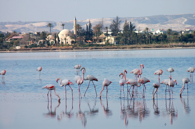 Lac salé de Larnaca - Larnaca | Secret World Trip Planner