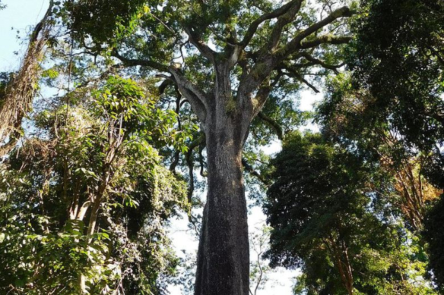 Der Patriarchenbaum - Santa Rita do Passa Quatro | Secret World Trip Planner