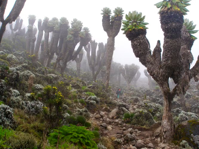 乞力马扎罗山的巨人 — Mount Kenya National Park