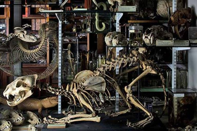 Museo Grant de Zoología - 21 University St | Secret World Trip Planner