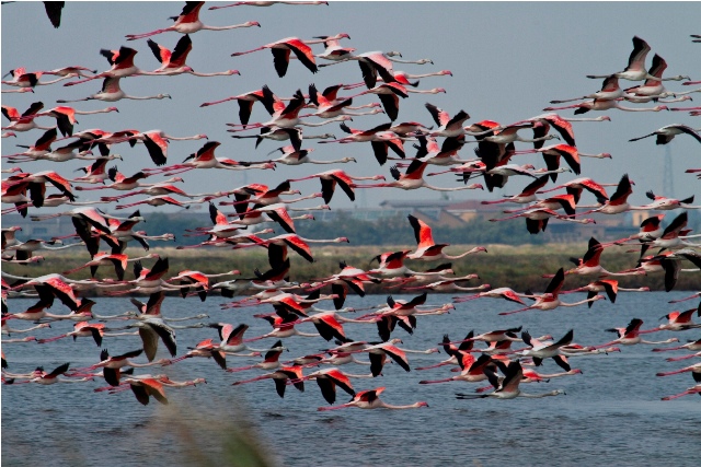 Das Naturschutzgebiet Salina di Cervia - 61 | Secret World Trip Planner