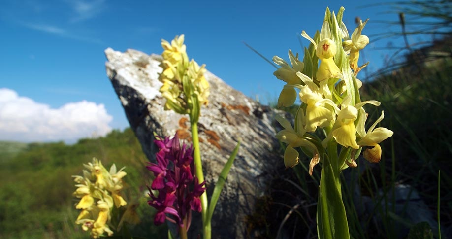 De orchideeënvallei van Sassano - Sassano | Secret World Trip Planner