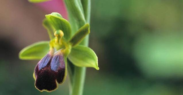 De orchideeënvallei van Sassano - Sassano | Secret World Trip Planner