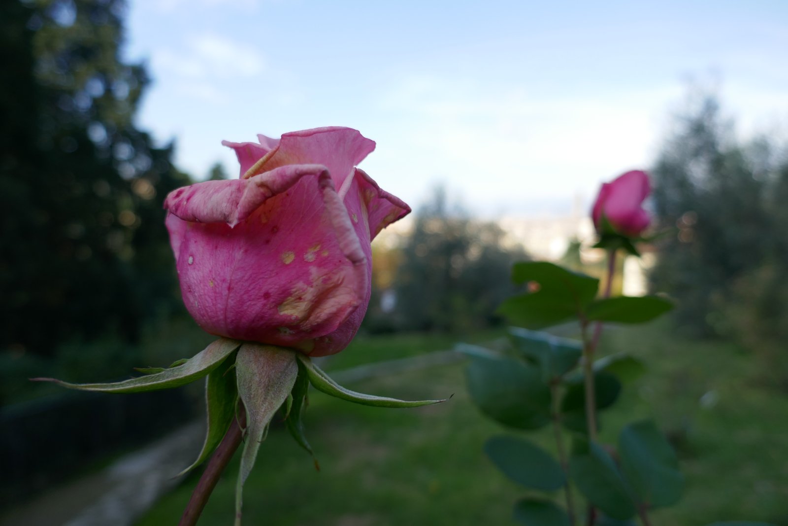 Roseto, un roseto bucolico di Firenze - Firenze | Secret World Trip Planner