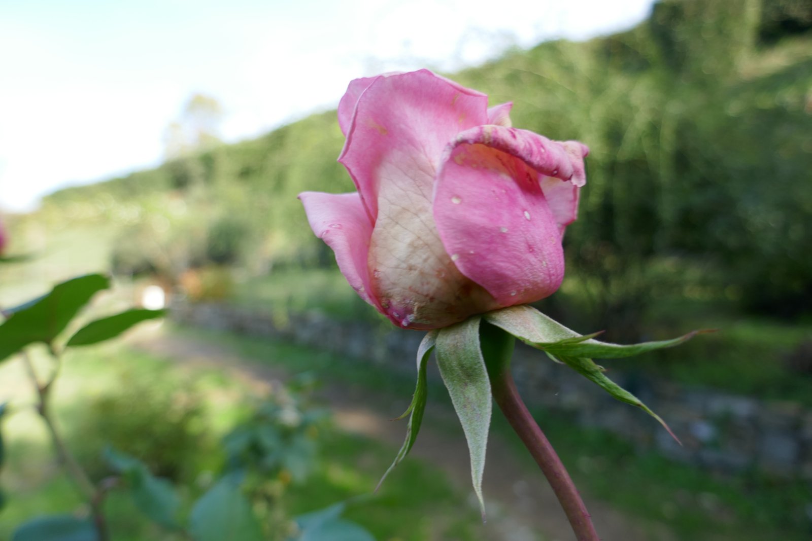 Roseto, un roseto bucolico di Firenze - Firenze | Secret World Trip Planner