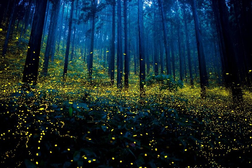 Okayama und das Licht des Glühwürmchens — Okayama